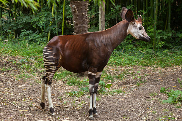 Okapi (Okapia johnstoni). Okapi (Okapia johnstoni). Wildlife animal. Okapi stock pictures, royalty-free photos & images