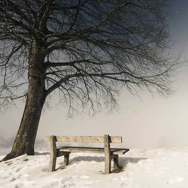 bench (151) on a foggy and snowy winter day