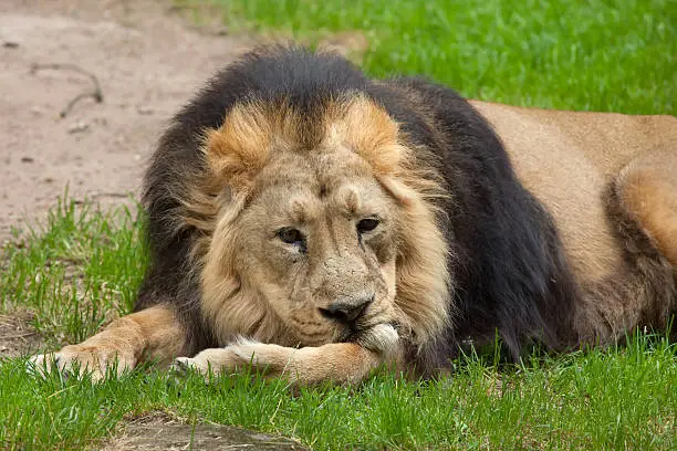 Asiatic lion (Panthera leo persica), also known as the Indian lion. Wildlife animal.
