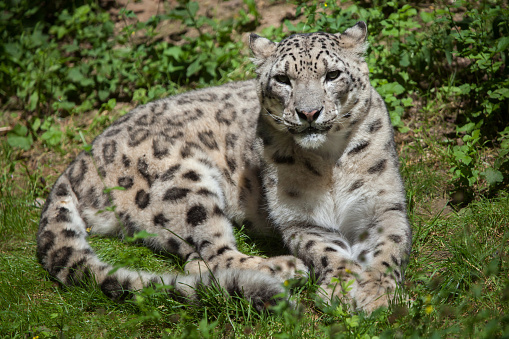Snow leopard (Panthera uncia). Wildlife animal.