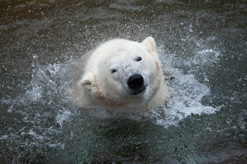 Polar bear (Ursus maritimus) shaking water off. Wildlife animal.
