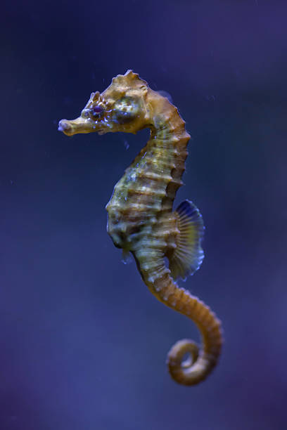 hippocampe à museau court (hippocampus hippocampus). - snouted photos et images de collection