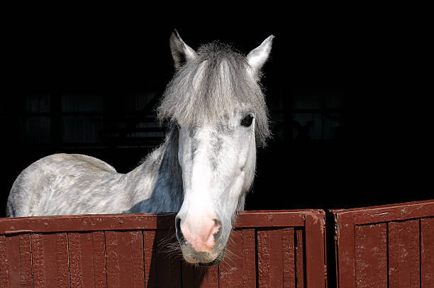 istock Head of a white horse 616002568
