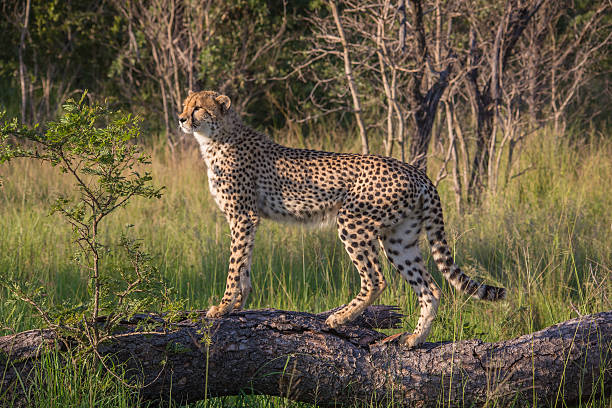 mzkuze falls-sudáfrica  - leopard kruger national park south africa africa fotografías e imágenes de stock