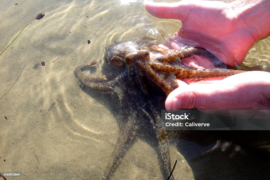 Octopus rescue Release of a wild octopus back into the wild. This took place in Isla Vista, CA in the tide pools. Animal Wildlife Stock Photo