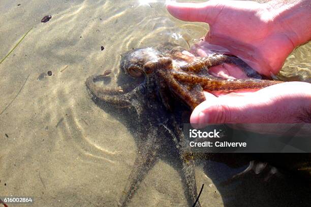 Octopus Rescue Stock Photo - Download Image Now - Animal Wildlife, Cephalopod, Horizontal