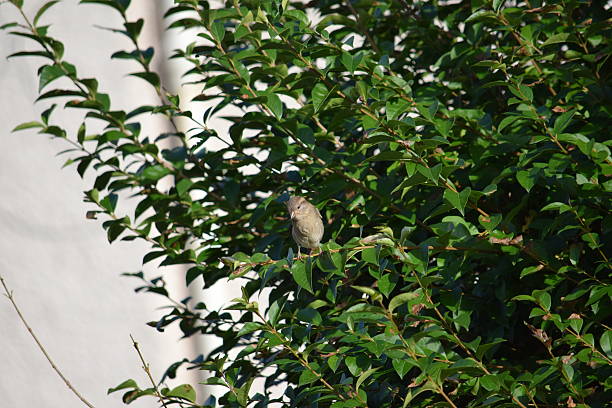 istock Bird in a privet hedge 616003438