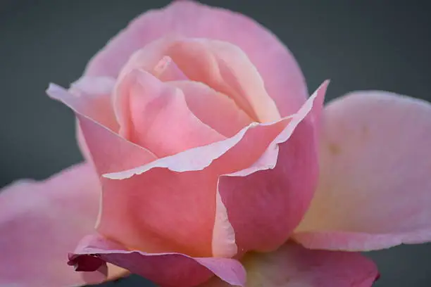 Image of a delicate pink rose