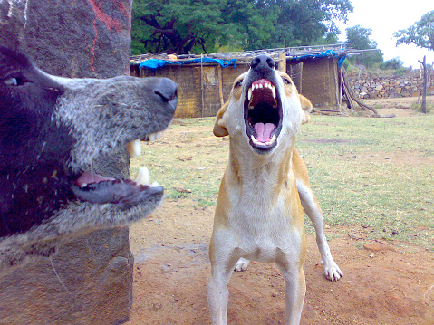 two stray dogs barking