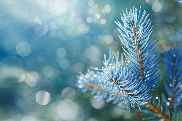 Christmas Tree Background Pine branches with glittering light. picea pungens stock pictures, royalty-free photos & images