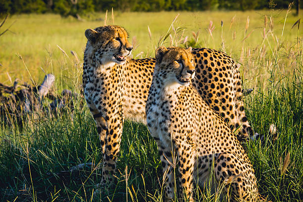 mzkuze falls-sudáfrica  - leopard kruger national park south africa africa fotografías e imágenes de stock