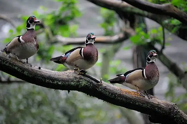 Photo of three American wood ducks in a row when it drizzles