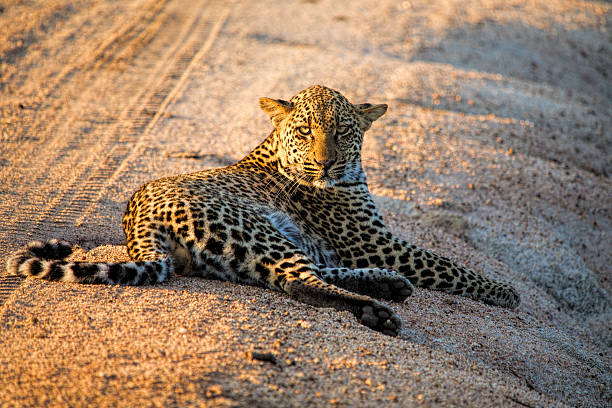 mzkuze falls-sudáfrica  - leopard kruger national park south africa africa fotografías e imágenes de stock