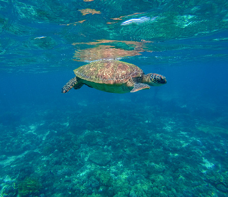 Olive ridley turtle in blue sea, sea turtle picture, marine life, big turtle swimming in ocean, Philippines, Apo islandOlive ridley turtle in blue sea, sea turtle picture, marine life, big turtle swimming in ocean, Philippines, Apo island