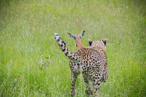 mzkuze falls-sudáfrica  - leopard kruger national park south africa africa fotografías e imágenes de stock