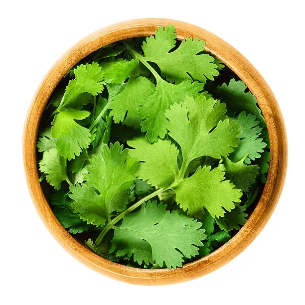 Photo of Fresh coriander or cilantro leaves in a wooden bowl