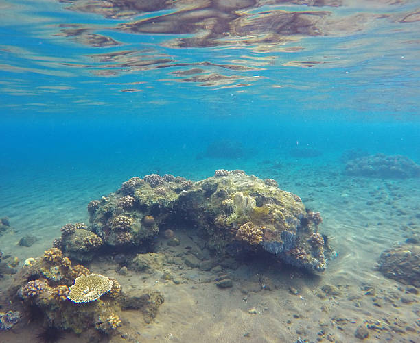 istock Deep sea and coral reef 616007658