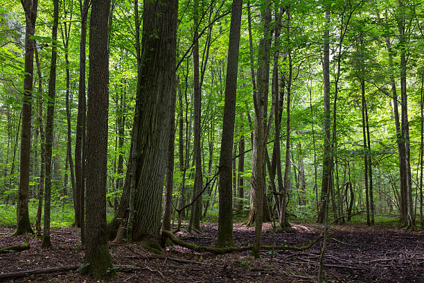 istock Primeval deciduous stand of Bialowieza Forest in summer 616009014