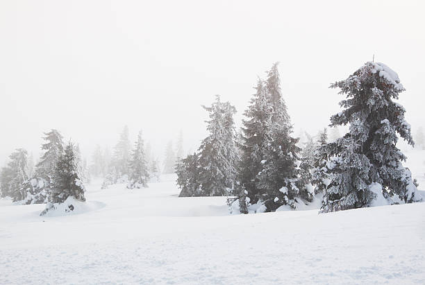 istock spruces covered in snow and ice 616009950