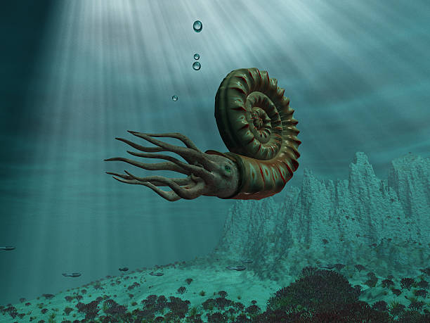 Ammonite at sea stock photo