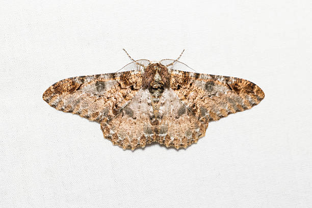 istock Buzura (America) recursaria moth 616013146