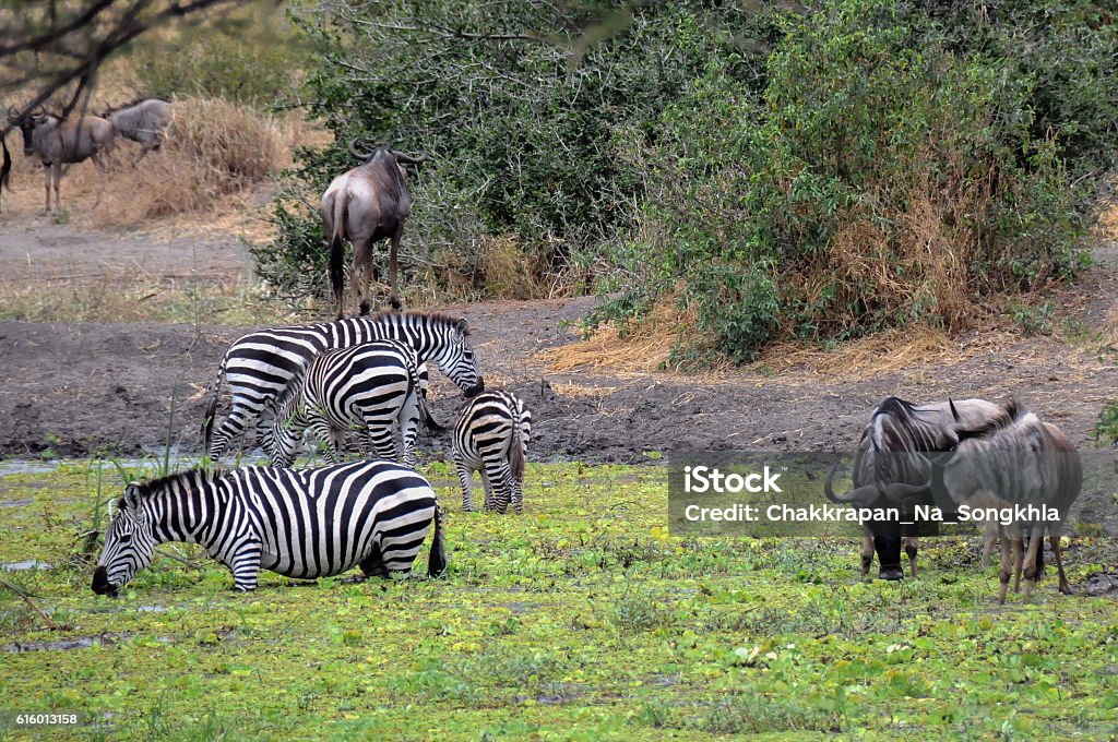 Wild Animals In The Swamp Tanzania Stock Photo - Download Image Now - Animals In The Wild, Biodiversity, Exploration - iStock Wild Animals In The Swamp Tanzania Stock Photo - Download Image Now - Animals In The Wild, Biodiversity, Exploration - iStock