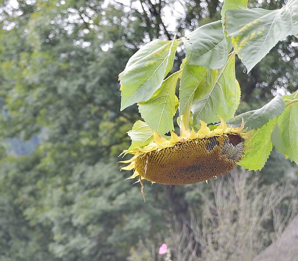 sunflower stock photo