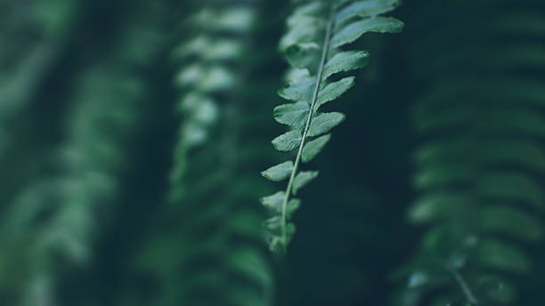 istock Green leaf background in Palm garden 616013966