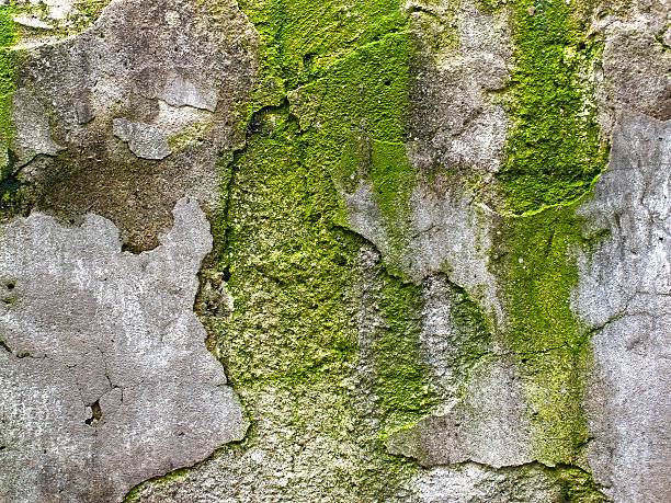 istock abandoned grunge cracked stucco wall background 616014274