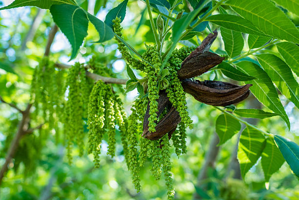 istock Old Pecan Shells among new male flowers 616014890