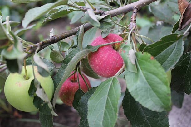 Red and green ripe apples on branch 20506 stock photo