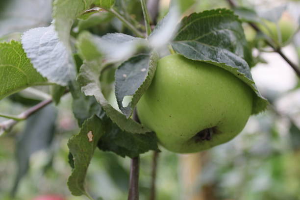 Green ripe apples on branch 20509 stock photo