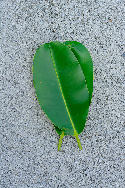 istock Background and texture green leaves on the cement floor 616016504