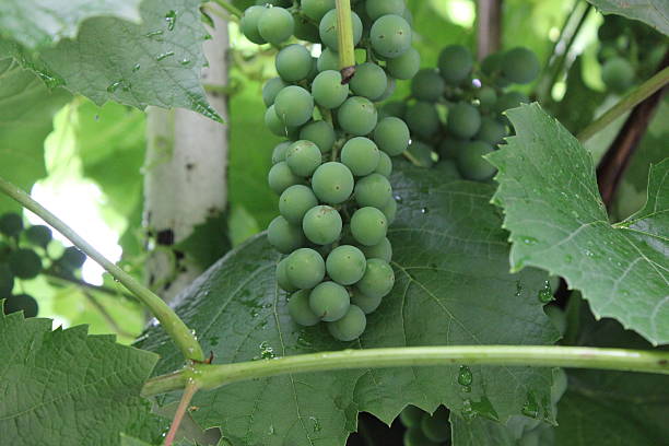 Grapes with green leaves 20537 stock photo