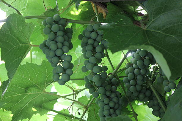 Grapes with green leaves 20541 stock photo