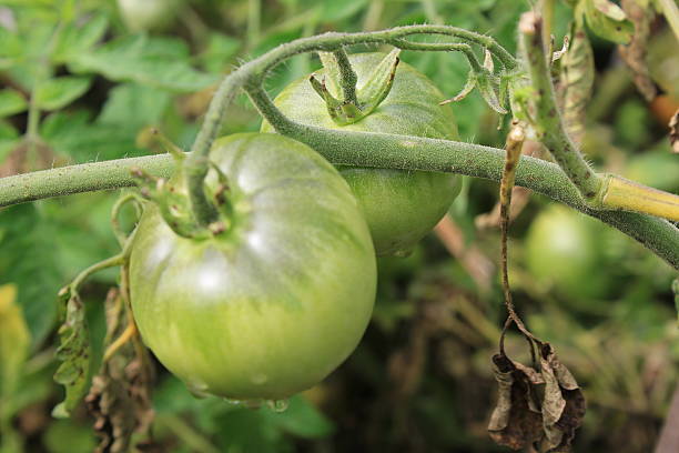 Green tomatoes growing on branches in arden 20565 stock photo