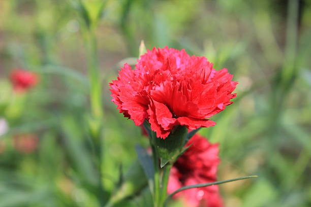 Pink flowers of carnation, or clove Dianthus caryophyllus 20570 stock photo