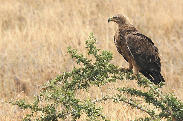 Tawny eagle, Serengeti, Tanzania.