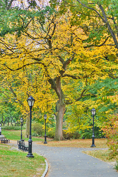 istock Fall tree in Central park New York City 616018202