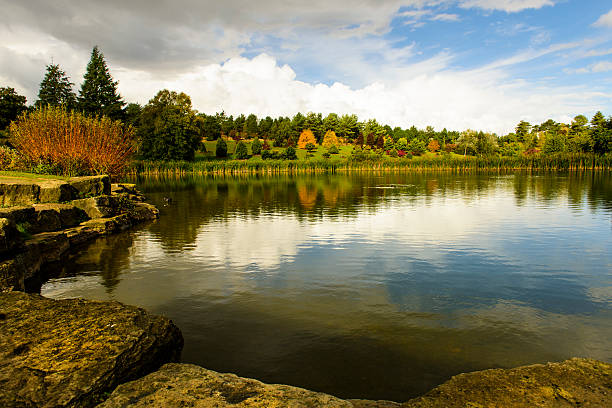 A beaver swims across a northern lake while geese fly overhead.