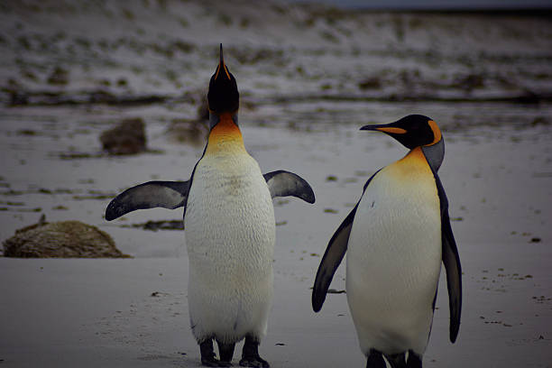 istock King Penguins at volunteer point 616019402