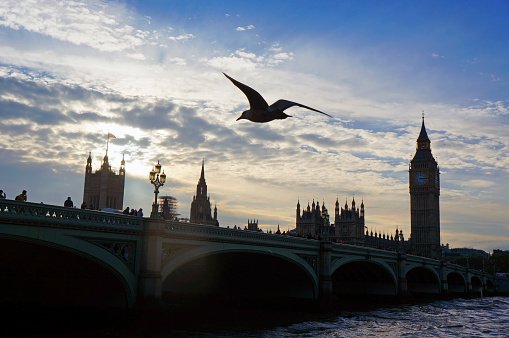 A bird is flying towards the Westminster Bridge in London.