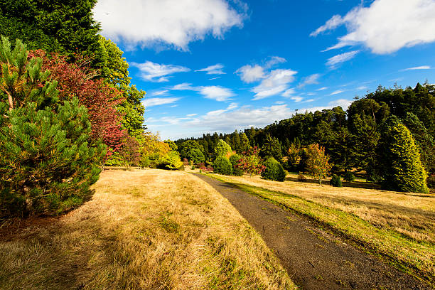autumn leaves in the forest.
