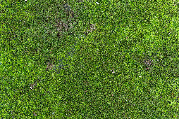 istock Beautiful moss and lichen covered stone. Bright green moss Backg 616020480