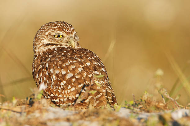 istock Burrowing owl (Athene cunicularia floridana), Cape Coral, Florida, USA 616021254