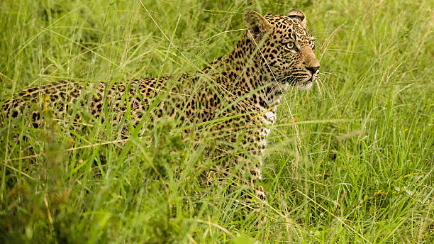 mzkuze falls-sudáfrica  - leopard kruger national park south africa africa fotografías e imágenes de stock