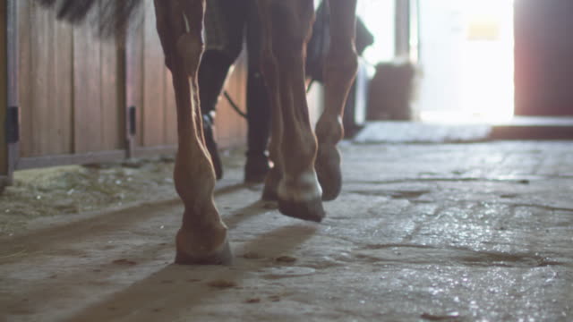 Footage of horse's legs walking through stable.