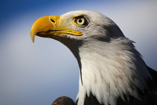 Head shot of bald eagle from side with blue sky and clouds in background