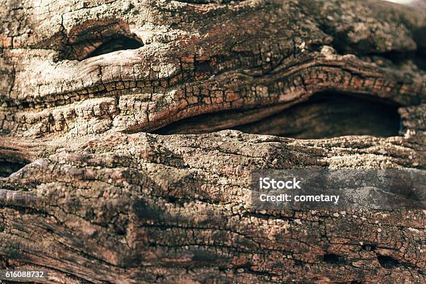 Plum Tree Texture Stock Photo - Download Image Now - Aging Process, Backgrounds, Cambium