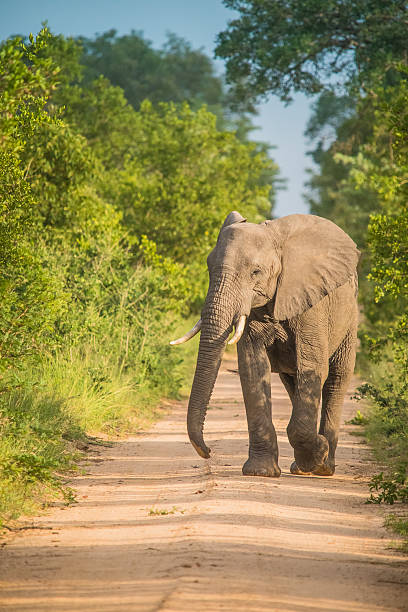 istock Mzkuze Falls - South Africa 616090786